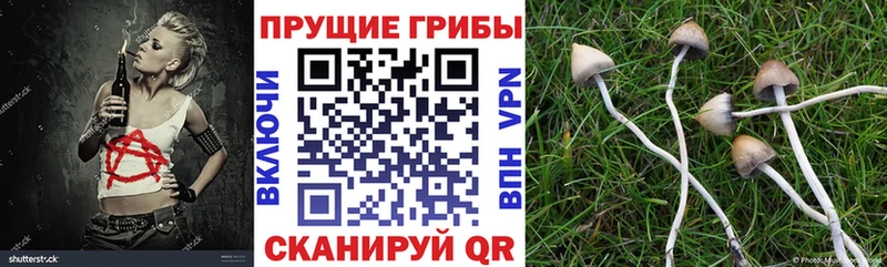 Купить  Новый Уренгой  Галлюциногенные грибы Cubensis 